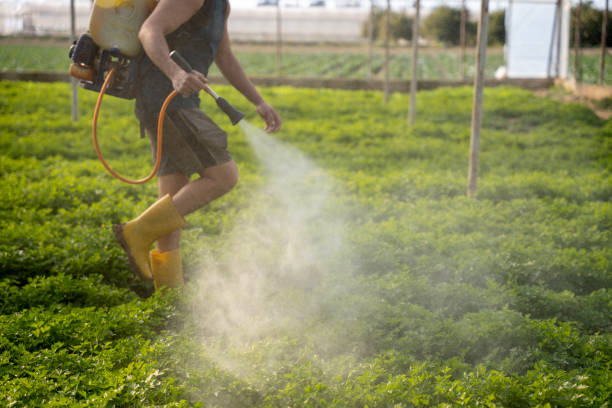 Best Affordable Pest Control Services  in Sterlington, LA