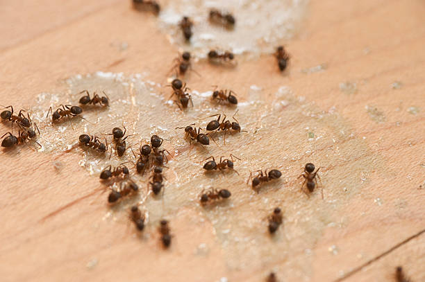 Best Best Pest Control Near Me  in Sterlington, LA