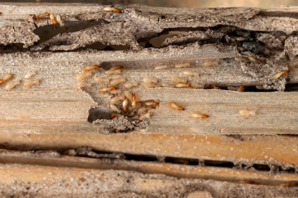 Best Best Pest Control Companies  in Sterlington, LA